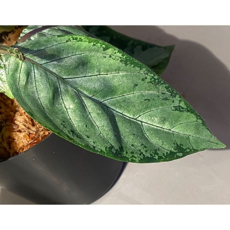(大株) Gymnostachyum sp. "type C" from Aceh Selatan [HW0816-02]