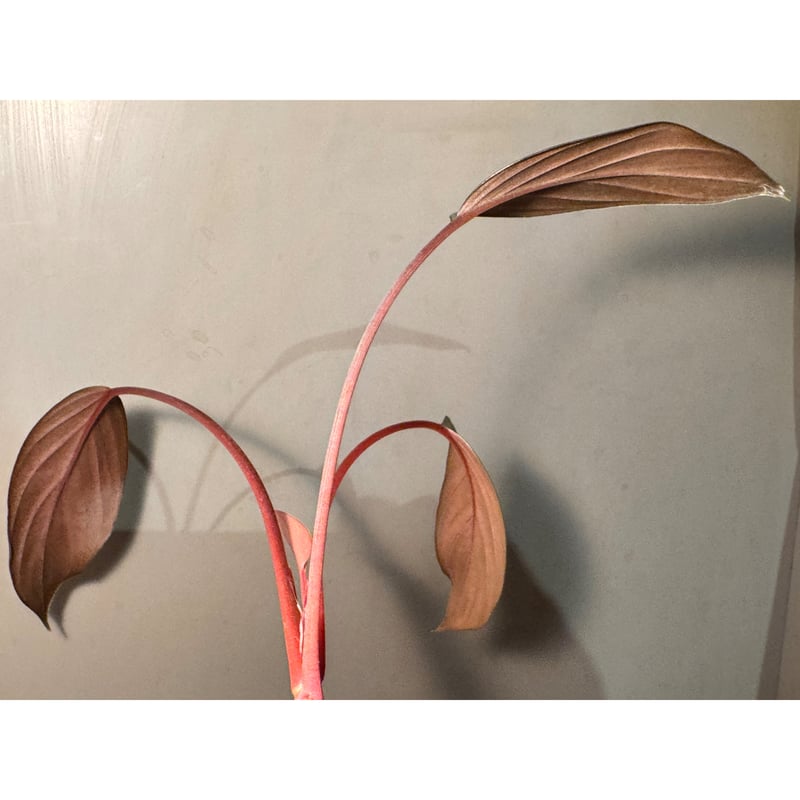 Homalomena sp. 