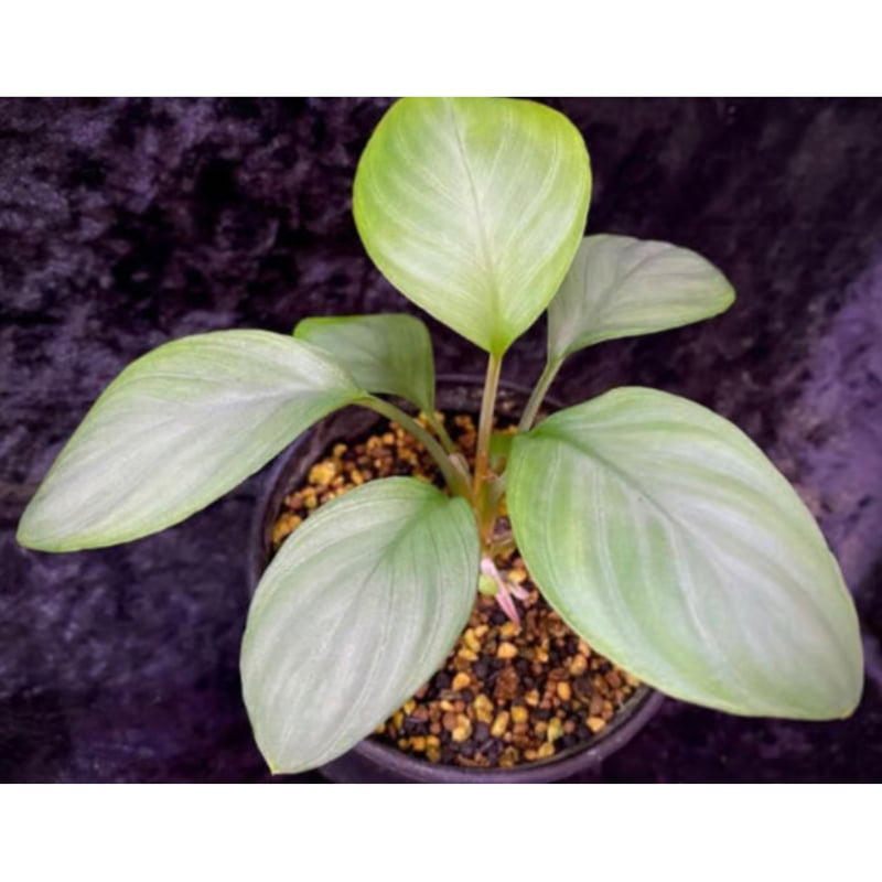Homalomena sp. Aceh sumatera【LA1118-03】 Homalomena sp. from Aceh sumatera [LA1118-03] |