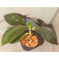 Homalomena sp. 