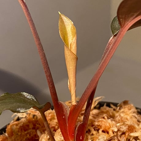 Homalomena sp."赤鉄鉱” from Kepulauan Riau [SGP import] KZT