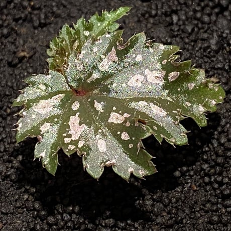 Begonia serratipetara from New Guinea