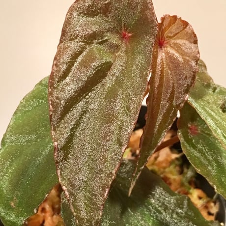 Begonia nothobaramensis