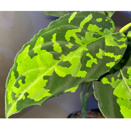Aglaonema pictum GW1410 from Padang sidempuan [TB]