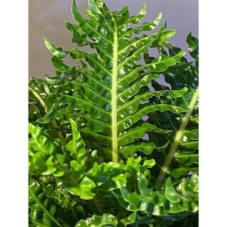 Blechnum gibbum Dwarf