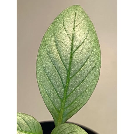 Acanthaceae gen. from Laos [LA]