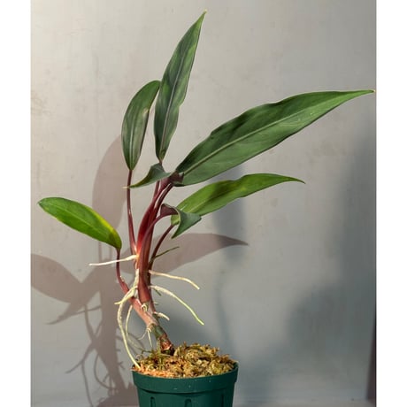 Apoballis sp. from Kalimantan Barat