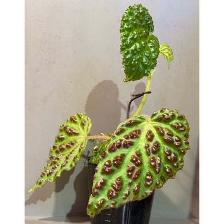 Begonia dracopelta from Borneo