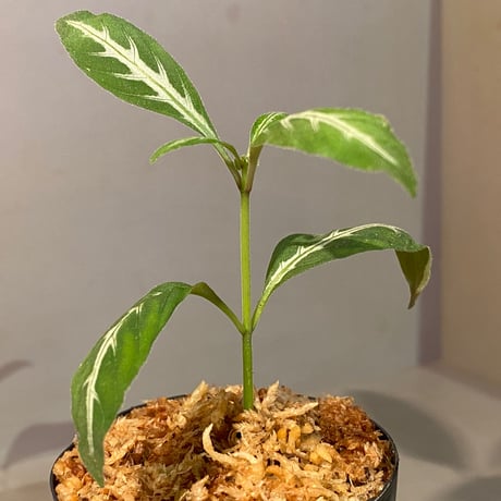 Ruellia devosiana from Brazil