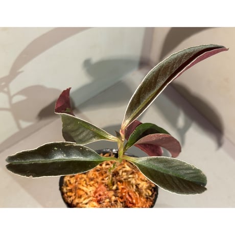 Labisia sp. from Landak West Kalimantan