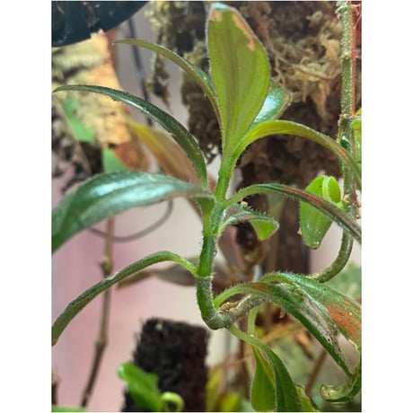 Columnea cf. crassifolia from Colombia [LA0316-03-f1]