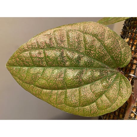 Piper sp. from India