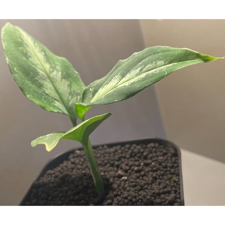 Aglaonema pictum"マジシャンズグリーン”1st campur from Sumatra Barat【AZ0512-X】