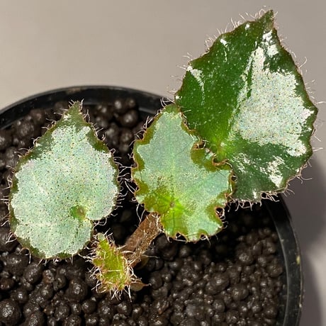 Begonia cf. ferox from Cao Bang [YH040519BK] TK