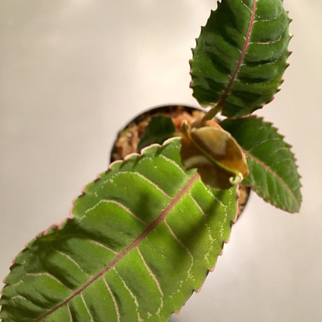 Labisia sp. from Riau  Sumatera