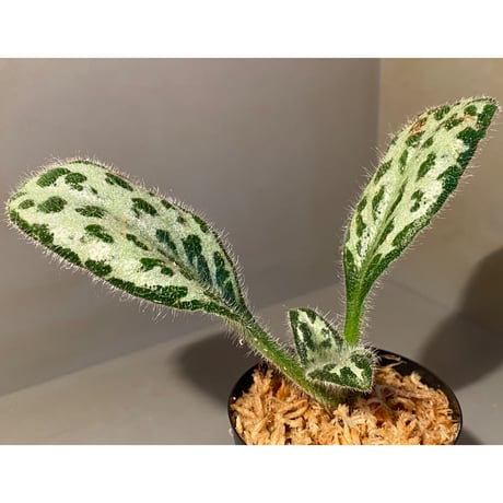Primulina dryas from South China