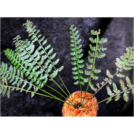 Asplenium cf. thunbergii from West Java