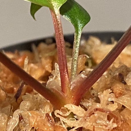 Homalomena terajaensis "Labi" Brown Brunei [TB]