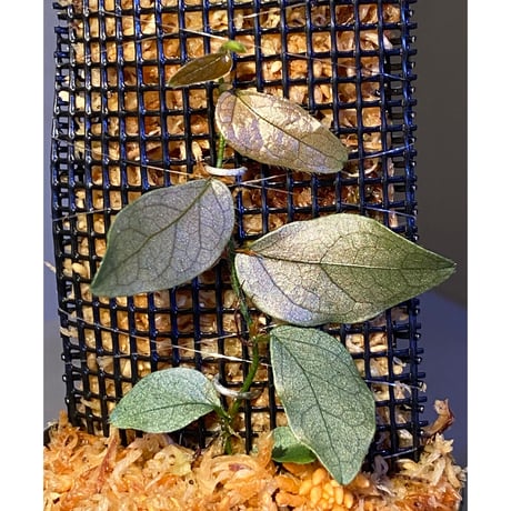 Ficus sp. "Muara wahau" white Kalimantan timur [TB]