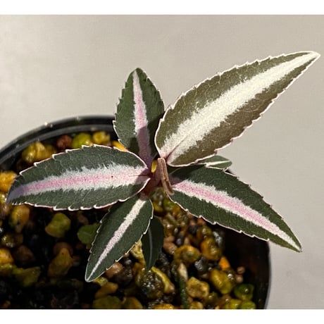 Labisia sp. from Kapuas hulu Kalimantan barat