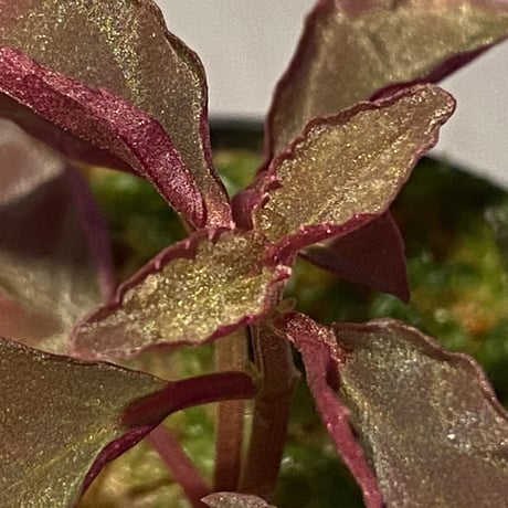 専用希少❣️Melastoma sp. Sibolgaメラストマ　シボルガソネリラ Melastoma sp. from Sibolga | M・R・G・R