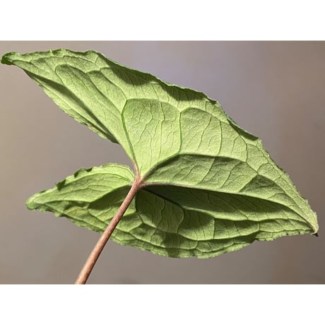 Ulearum donburnsii