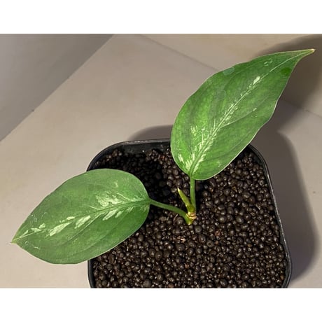 Aglaonema pictum A "しるば〜らいん" from Aceh sumatera [LA0315-04j]