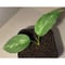 Aglaonema pictum A \"しるば〜らいん\" from Aceh sumatera [LA0315-04j]