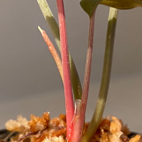 Homalomena sp. "Black Velvet" from Kepulauan Riau [KN]
