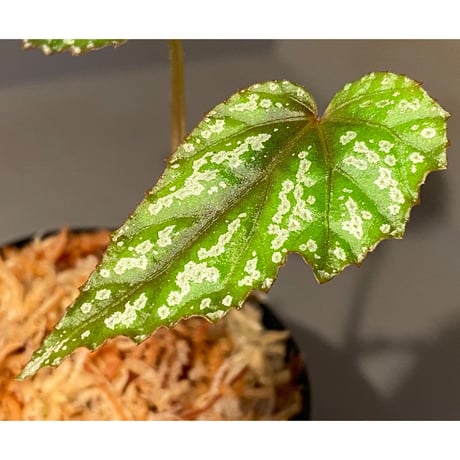 Begonia handelii var. prostrata from Viet Nam