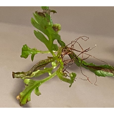 Microsorum sp. "Natuna" [Grow aquarium] ②
