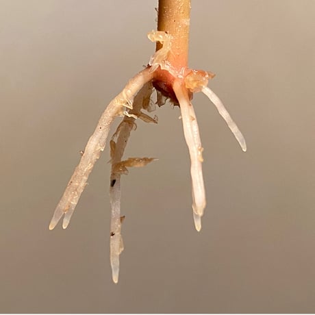 Labisia sp.  "Padang sidempuan"  Sumatera utara [TB]