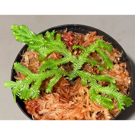 Selaginella biformis [STRINGE PLANTS]