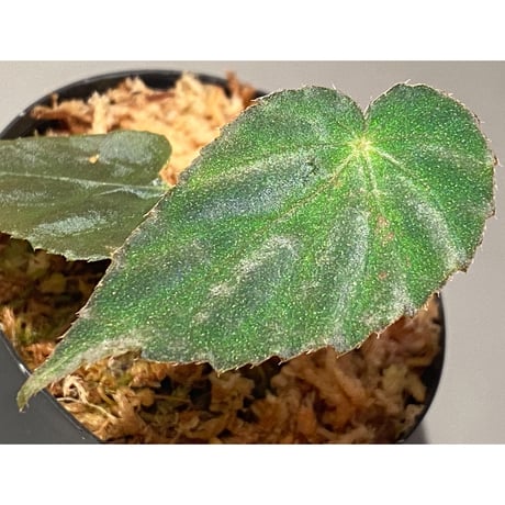 Begonia pavonina from Malaysia