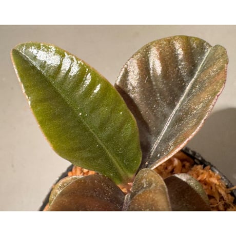 Labisia sp. from Landak West Kalimantan