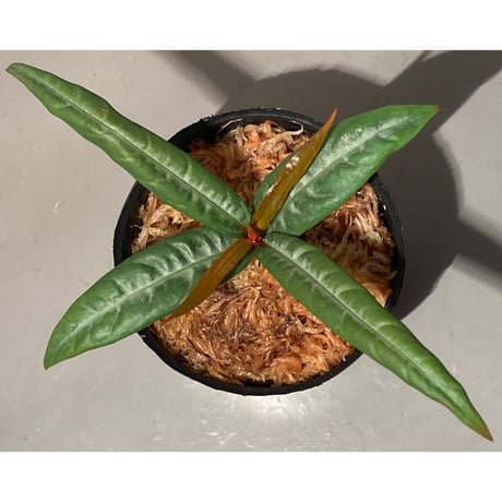 Labisia sp. from "Lebong" Bengkulu [TB]