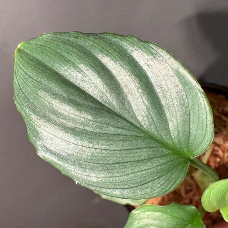 Homalomena sp. "Green" from Bogor