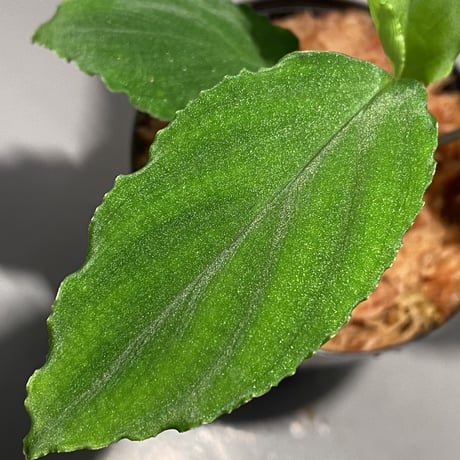Homalomena sp. from Mt. Besar [LA0219-02]