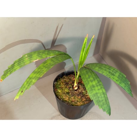 Licuala mattanensis 'Mapu' from Sanggau West Kalimantan
