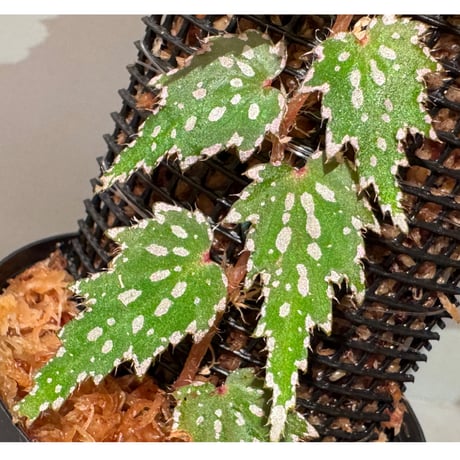 Begonia sp. from Luzon Aurora Philippines 標高500m付近　[KSB]
