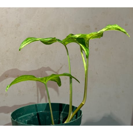 Syngonium podophyllum from Ecuador