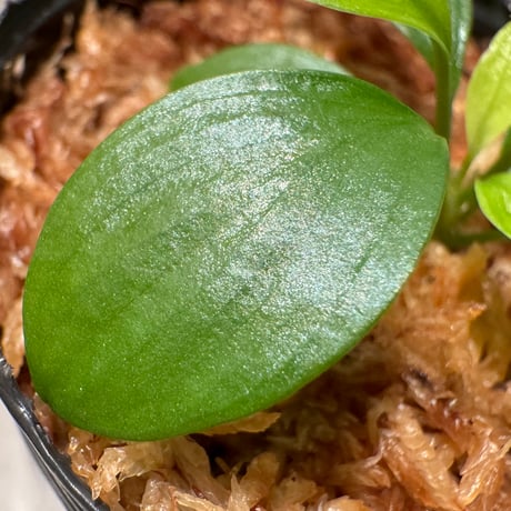 Homalomena sp. "Aceh selatan" Aceh Sumatra [TB]