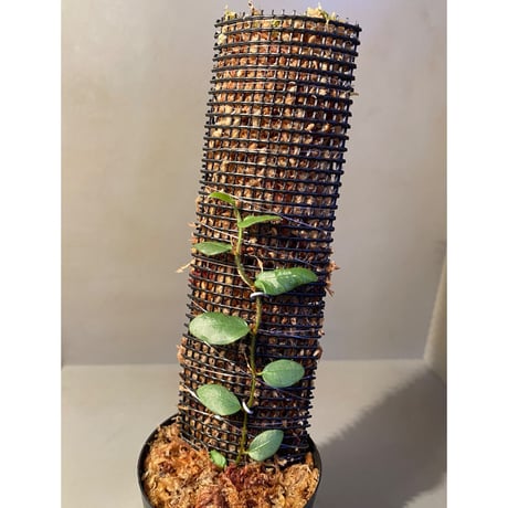 Ficus sp. from Murung raya [LA0515-05]