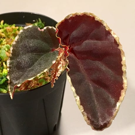 Begonia darthvaderiana from Sarawak