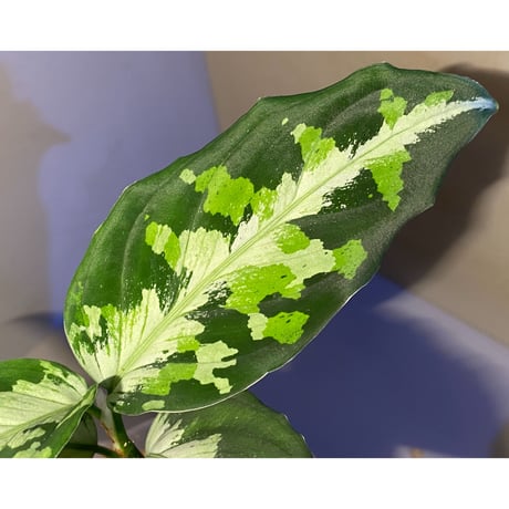 Aglaonema pictum  "メサイア" GW1507 from Padang sidempuan [TB]
