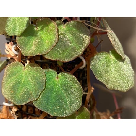(大株) Begonia lichenora (sp.Mini) from Kalimantan Sarawak border [LA]