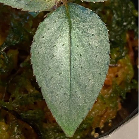 Sonerila sp. wf1 from Phang  Nga Thailand [KZT]