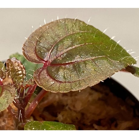 Phyllagathis sp. from Cao Bang Viet Nam [R1217-02]