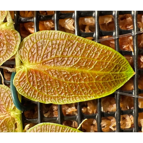 Pothos barberianus from Kapuas fulu West Kalimantan
