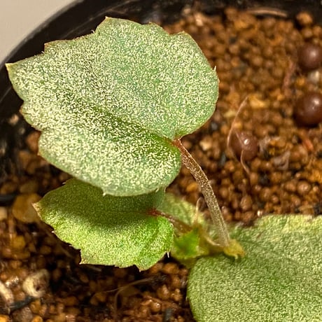 Begonia sp. from Gunung Chamah